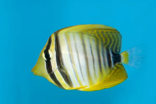 Desjardini Sailfin Tang em Aquário — Fotografia de Stock