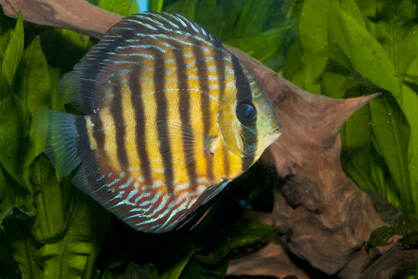 Desjardini Sailfin Tang — Stock Photo, Image