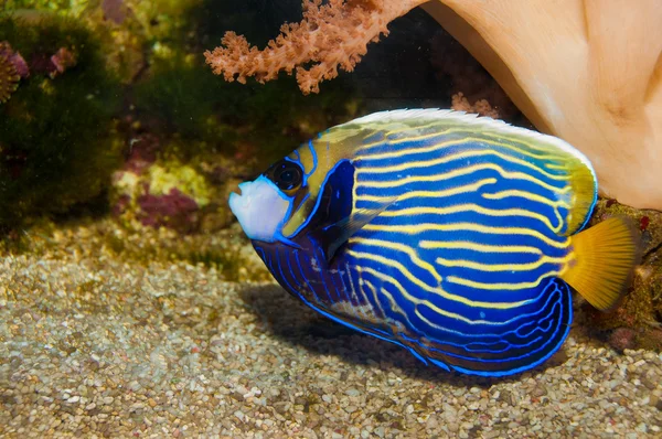 Emperor Angelfish (Pomacanthus imperator) — Stock Photo, Image