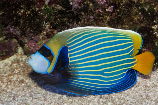 Αυτοκράτορας angelfish (pomacanthus imperator) — Φωτογραφία Αρχείου