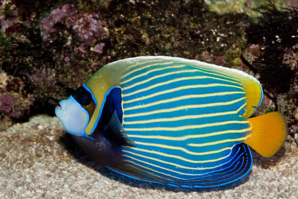 Αυτοκράτορας angelfish (pomacanthus imperator) — Φωτογραφία Αρχείου