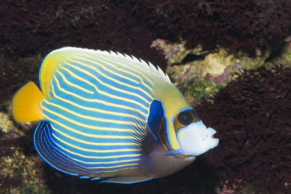 Αυτοκράτορας angelfish (pomacanthus imperator) — Φωτογραφία Αρχείου