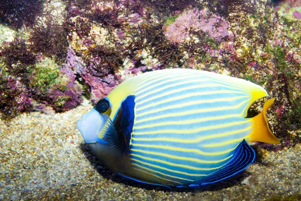 Kaisar angelfish — Stok Foto