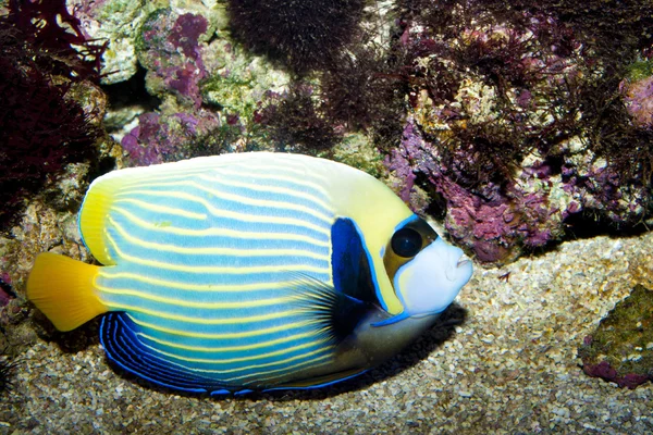 Imperador angelfish — Fotografia de Stock