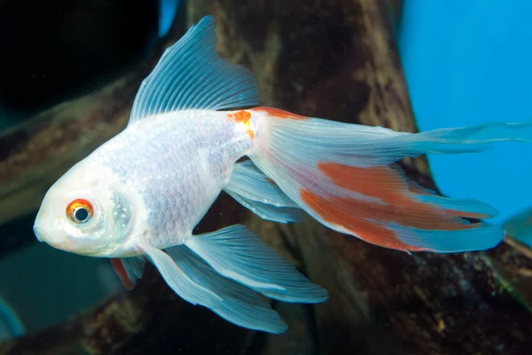 Срібні перлинні Золоті рибки — стокове фото