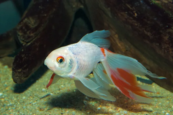 Silver Pearl Goldfish — Stock Photo, Image