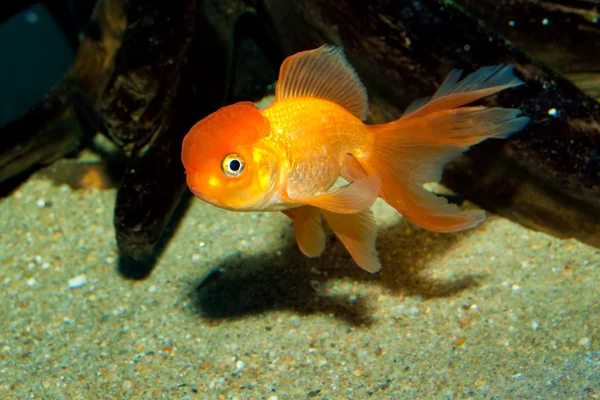 Peixe-dourado cabeça-de-leão — Fotografia de Stock