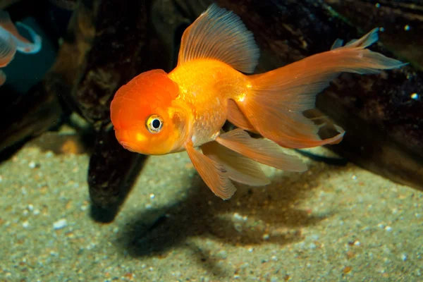 Pesce rosso testa di leone — Foto Stock