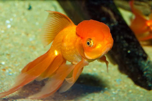 Lejon huvud guldfisk — Stockfoto