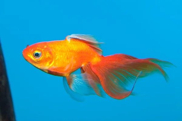 Pesce d'oro ad Aqaurium — Foto Stock