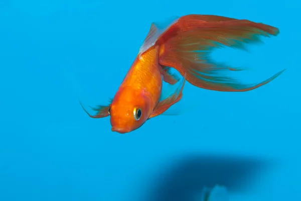 在水族馆中的金鱼 — 图库照片