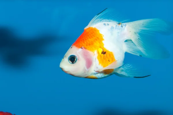 Peixe-dourado no aquário — Fotografia de Stock