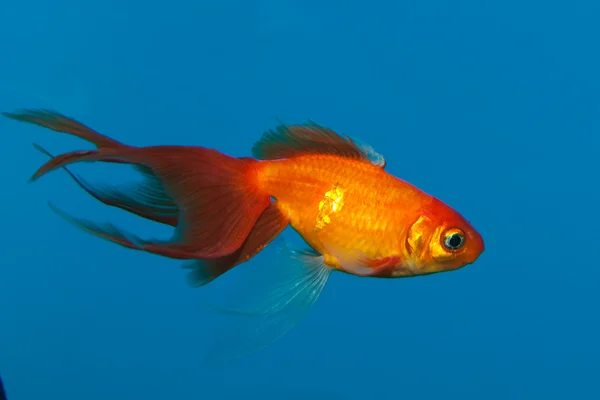 Poisson rouge dans l'aquarium sur fond bleu — Photo