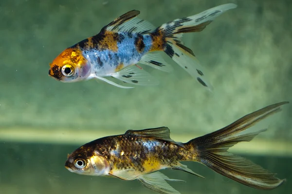 Comète Poisson rouge en aquarium — Photo