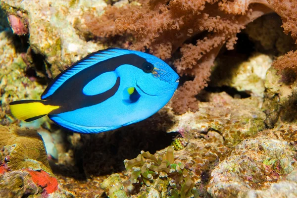 Hippo Blue Tang (Paracyurus hepatus) ) — стоковое фото