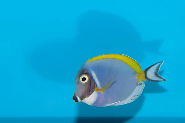 Порошок-синій Тан в акваріум — стокове фото
