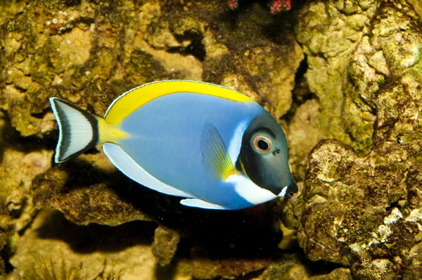 Blaupulver im Aquarium — Stockfoto