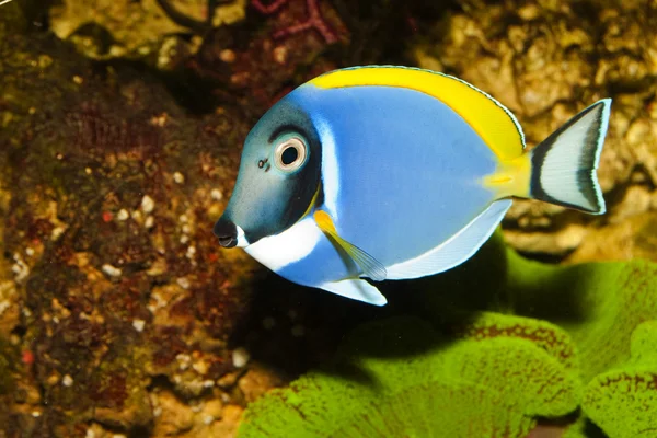 Tang de poudre bleue dans l'aquarium — Photo