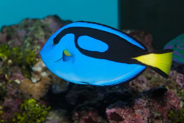 Víziló kék Tang (Paracanthurus-hepatus) — Stock Fotó