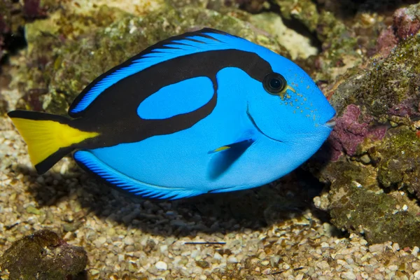 Hroch modré Tang (Paracanthurus hepatus) — Stock fotografie