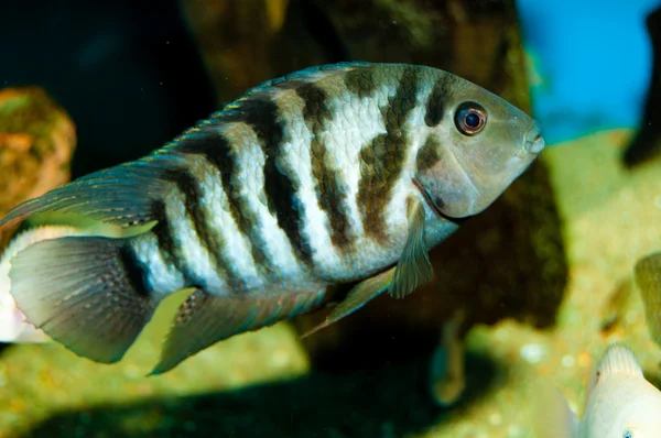 Jack Dempsey Çiklit — Stok fotoğraf