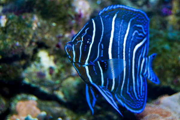 Alcorão juvenil Angelfish em Aquário — Fotografia de Stock