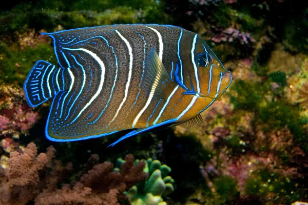 Juvenil Koranen angelfish i akvarium — Stockfoto