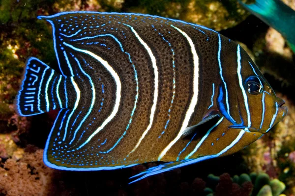 Alcorão juvenil Angelfish em Aquário — Fotografia de Stock