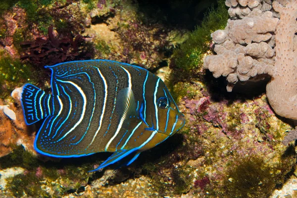 Juvenil Koranen angelfish i akvarium — Stockfoto