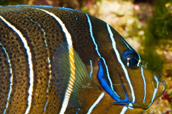 Juvenil Koranen angelfish i akvarium — Stockfoto