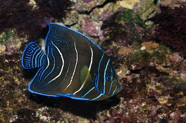 Alcorão juvenil Angelfish em Aquário — Fotografia de Stock