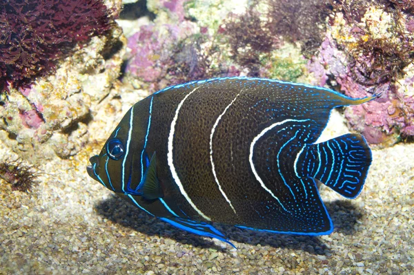 Pesce angelo del Corano — Foto Stock