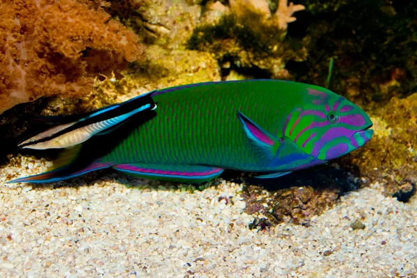 Lyretail Wrasse in front of Coral Landscape — Stock Photo, Image