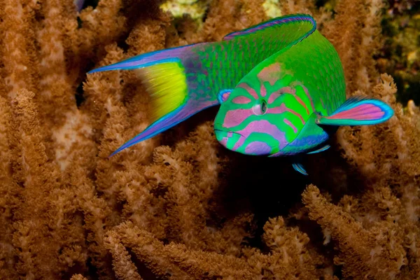 Lyretail wrasse framför korall landskap — Stockfoto