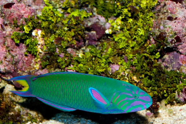 Lyretail Wrasse frente a Coral Landscape — Foto de Stock