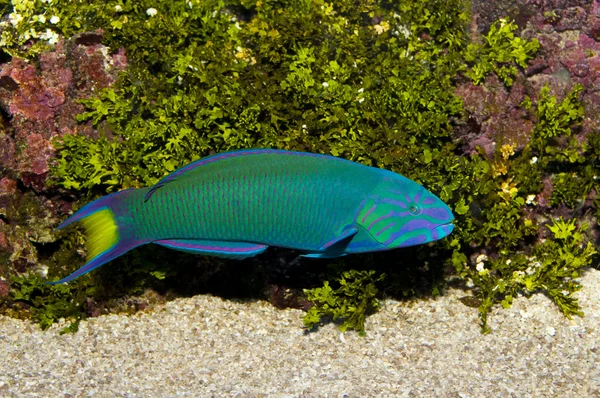Lyretail Wrasse in front of Coral Landscape — Stock Photo, Image