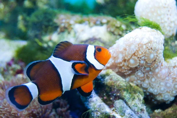 Рыба-клоун в аквариуме — стоковое фото