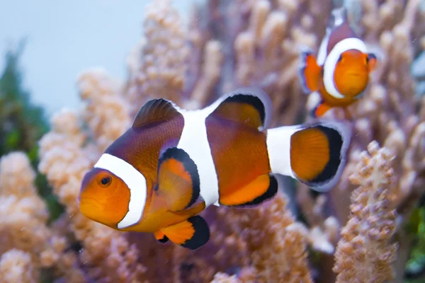 在水族馆中的小丑鱼 — 图库照片