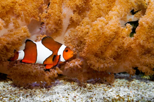 Clownfish σε ενυδρείο — Φωτογραφία Αρχείου