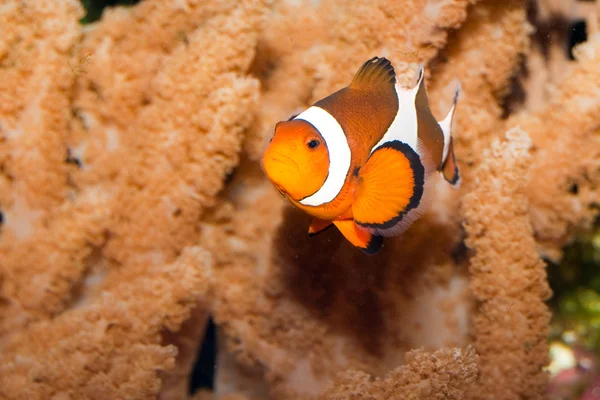 在水族馆中的小丑鱼 — 图库照片