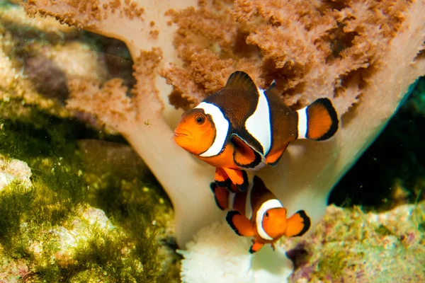 在水族馆中的小丑鱼 — 图库照片