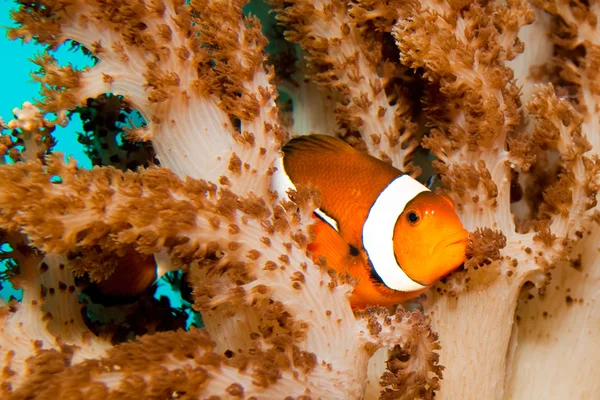 在水族馆中的小丑鱼 — 图库照片