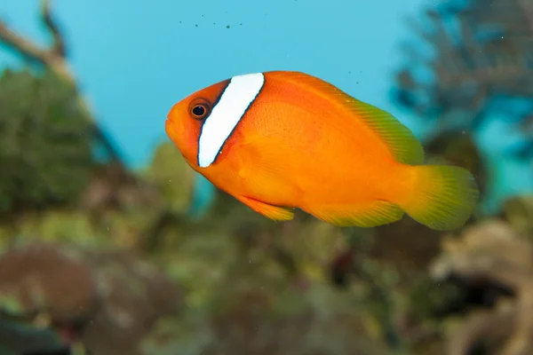 Clownfish ντομάτα στο ενυδρείο — Φωτογραφία Αρχείου