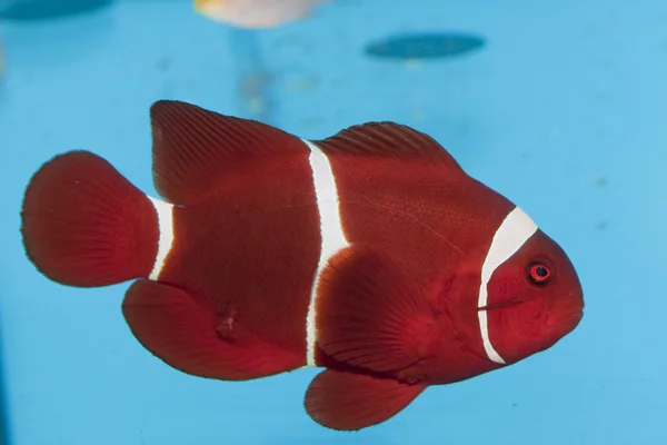 Maroon or Spine Cheeked Clownfish (Premnas biaculeatus) — Stock Photo, Image