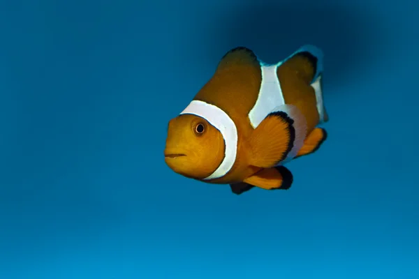 Clownfisk i akvarium — Stockfoto