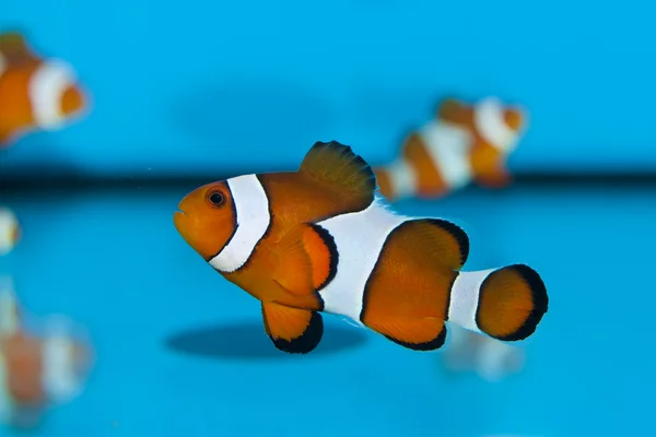 Anemoonvis in aquarium — Stockfoto