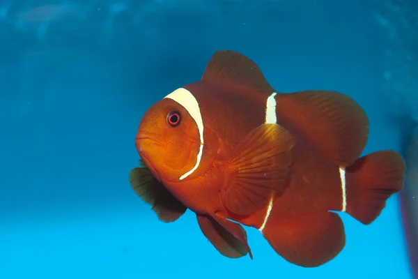 Clownfish à joues de couleur marron ou épine (Premnas biaculeatus) ) — Photo