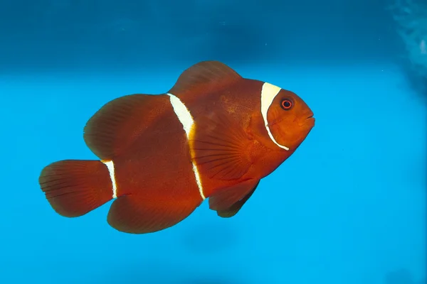 Kastanienbrauner oder stacheliger Clownfisch (premnas biaculeatus)) — Stockfoto