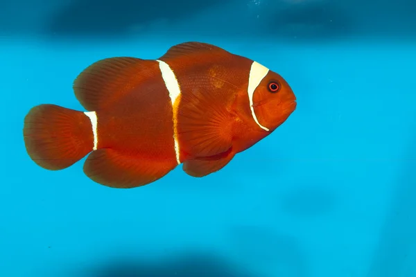褐紫红色或脊柱颊小丑鱼 (Premnas biaculeatus) — 图库照片