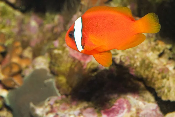 Poisson-clown à la tomate en aquarium — Photo